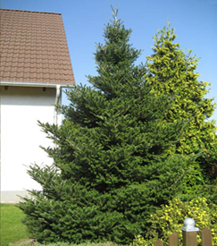   Abies koreana 